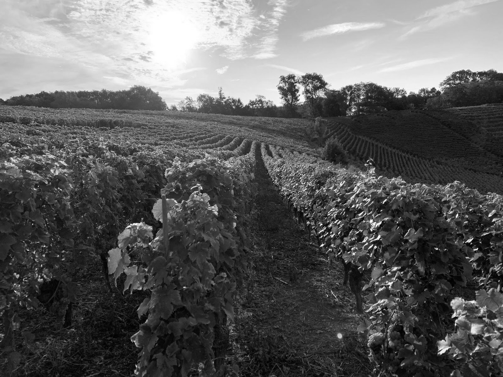 cocagne sans hangar_NB